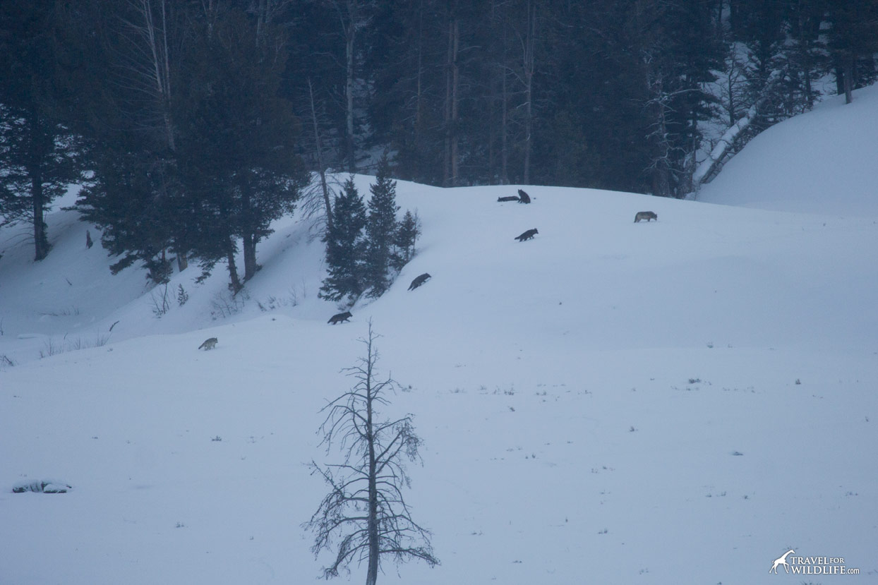 Wolves in Wolves in Yellowstone in the winter