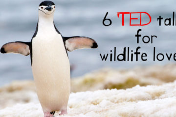 6 wildlife and conservation ted talks