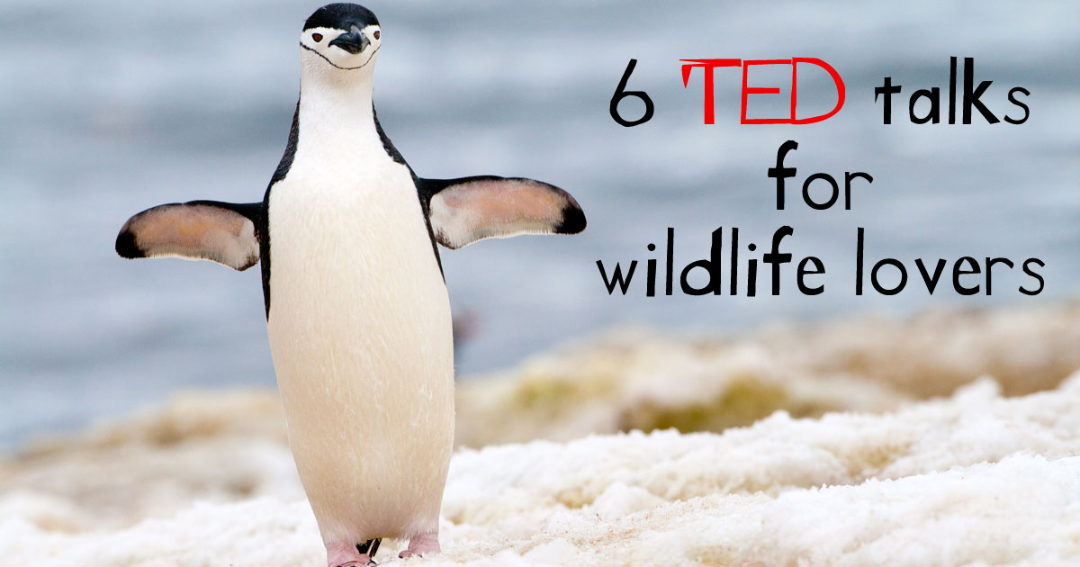 6 wildlife and conservation ted talks