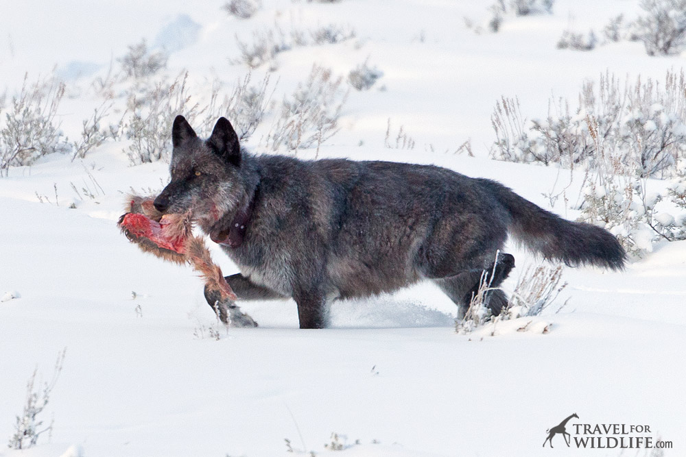 Enjoy wolf sightings in Yellowstone while wearing the warmest gloves