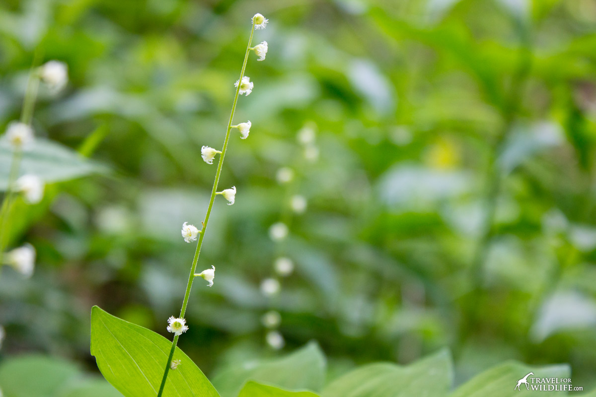 The small white flowers of Bishop's Cap