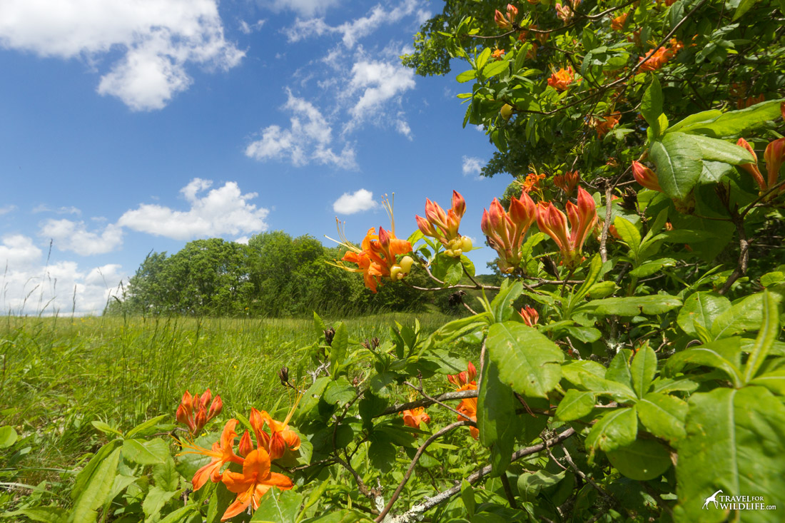 Flame Azaleas (Rhododendron calendulaceum)