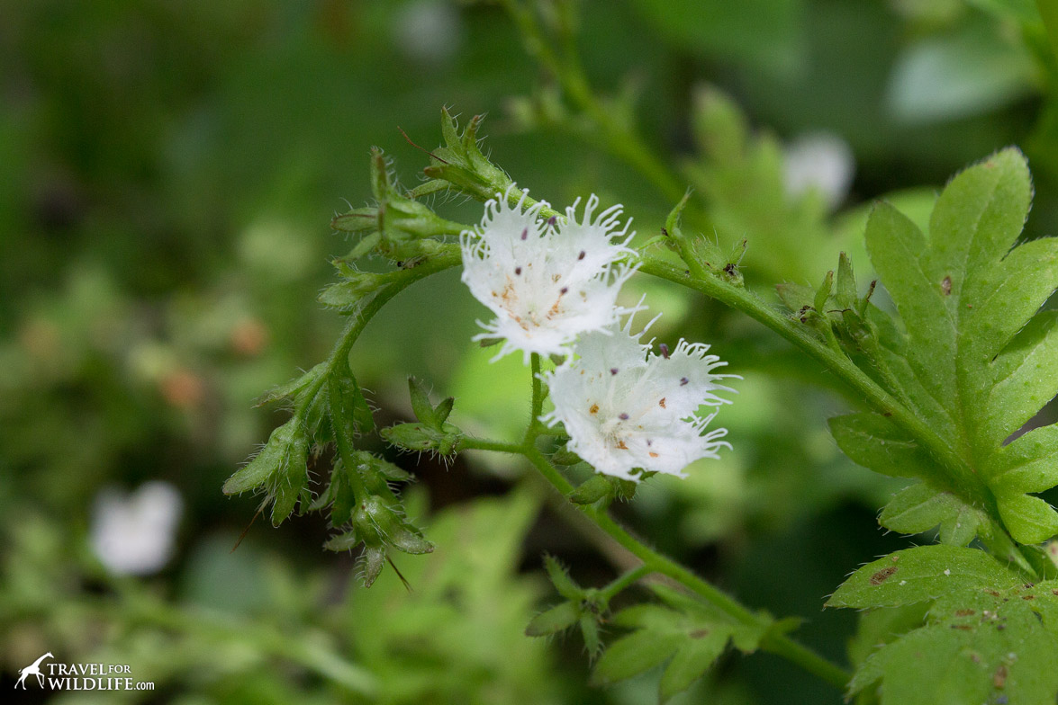 The flowers of the Fringed Phacelia blooming