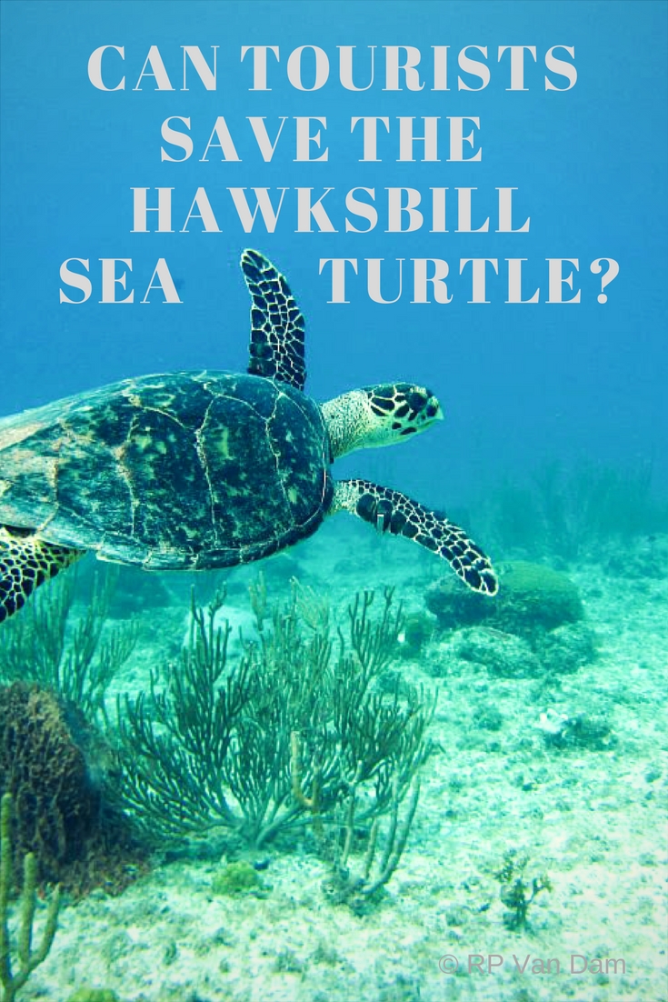 hawksbill swimming