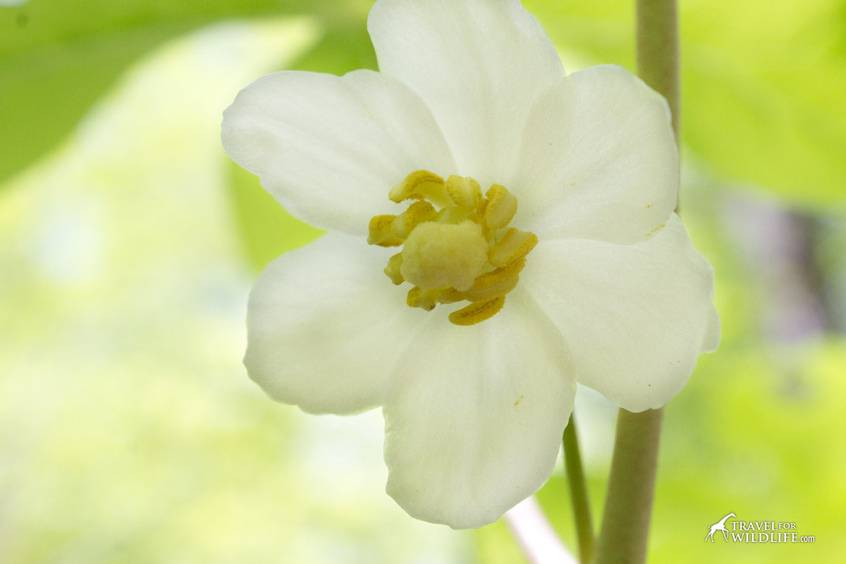 May Apple flower close up