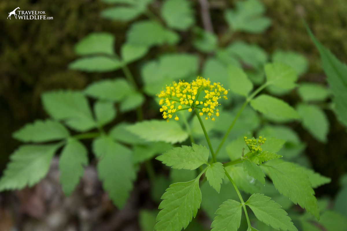 The little yellow flowers of the Meadow parsnip