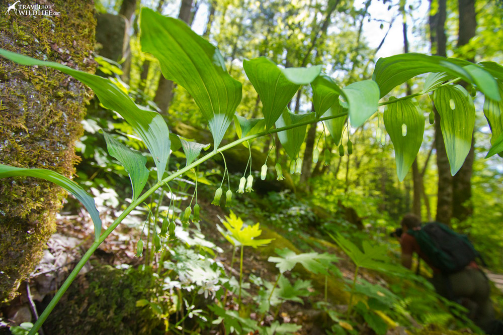 Smooth Solomon's Seal in bloom