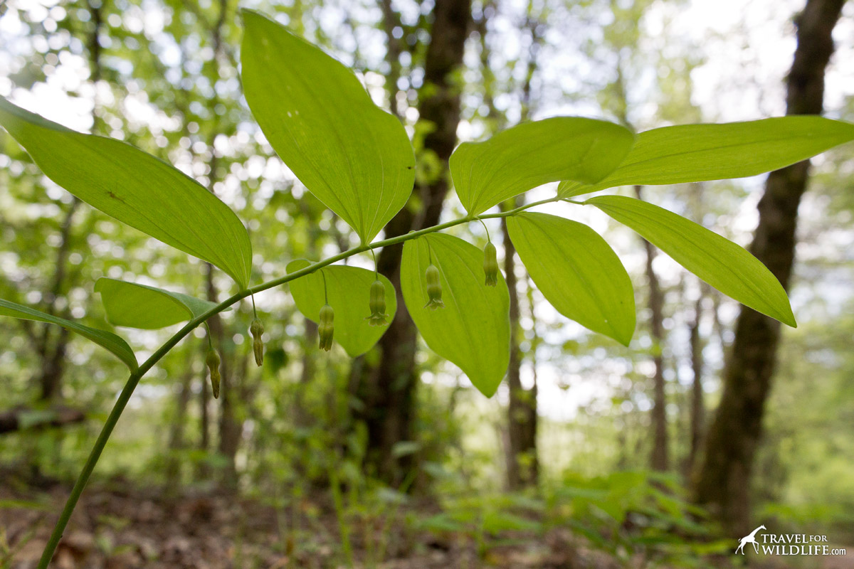 Solomon's Seal has tubular flowers