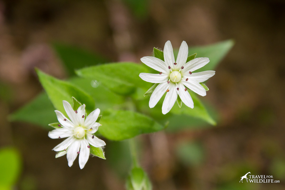 Star Chickweed flower