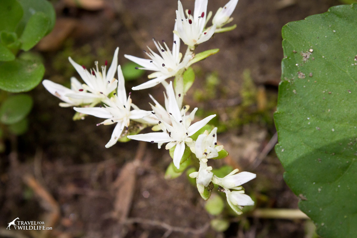 The white flowers of the Wild Stonecrop 