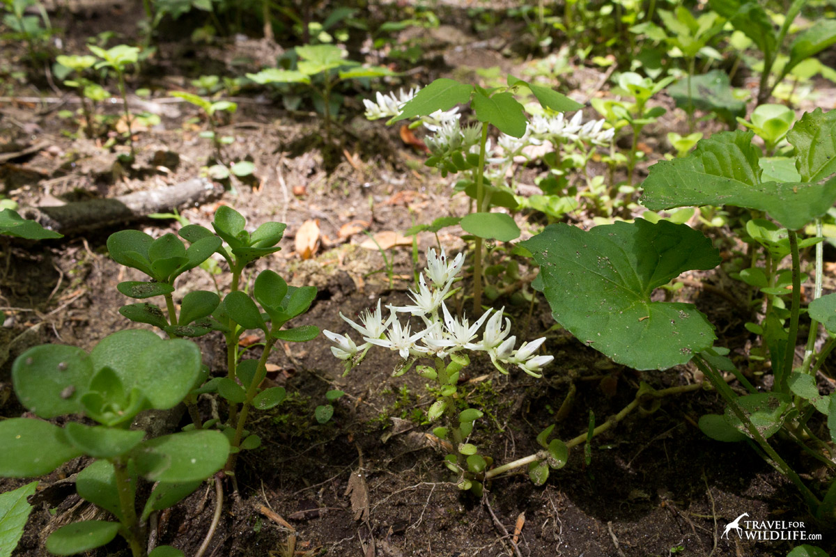 The Stonecrop flower lay slow close to the ground