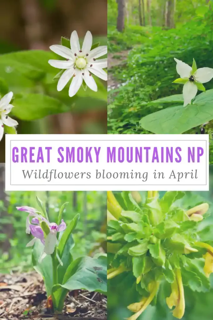 The Great Smoky Mountains National Park is the perfect place to go on a wildflower hunt. These are some of the wildflowers that bloom in April. 