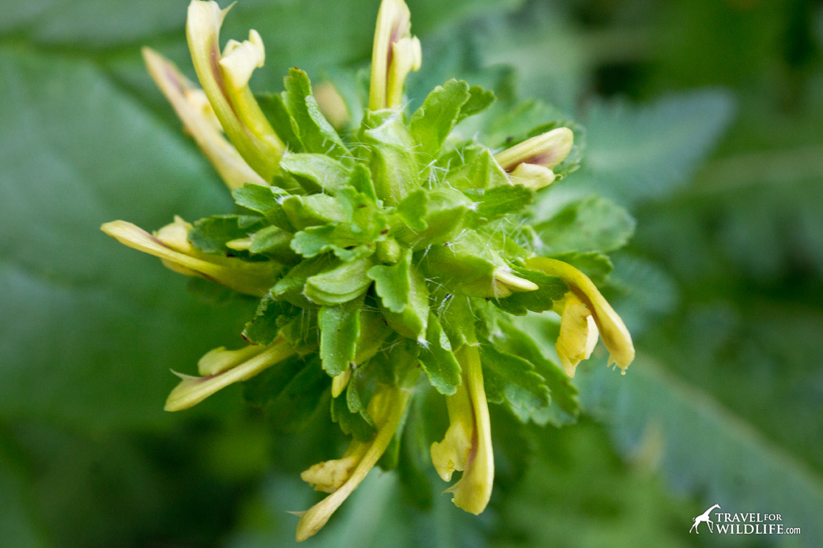 The Wood-betony has beautiful yellow blooms