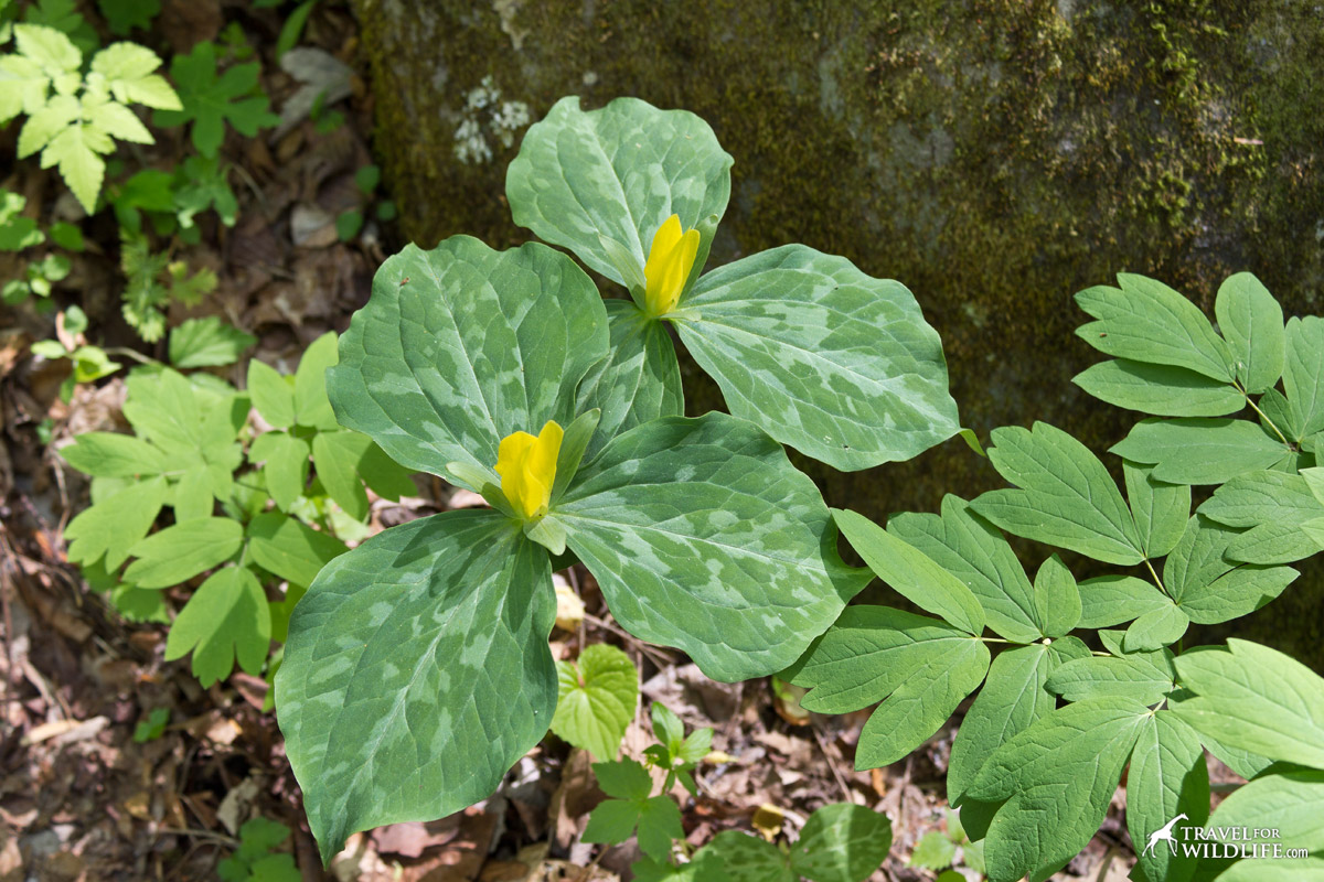 Yellow Trillium at Hardcove Trail in the Great Smoky Mountains NP