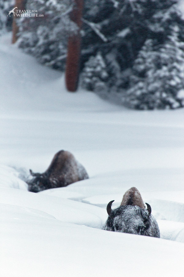 Bison in a creek