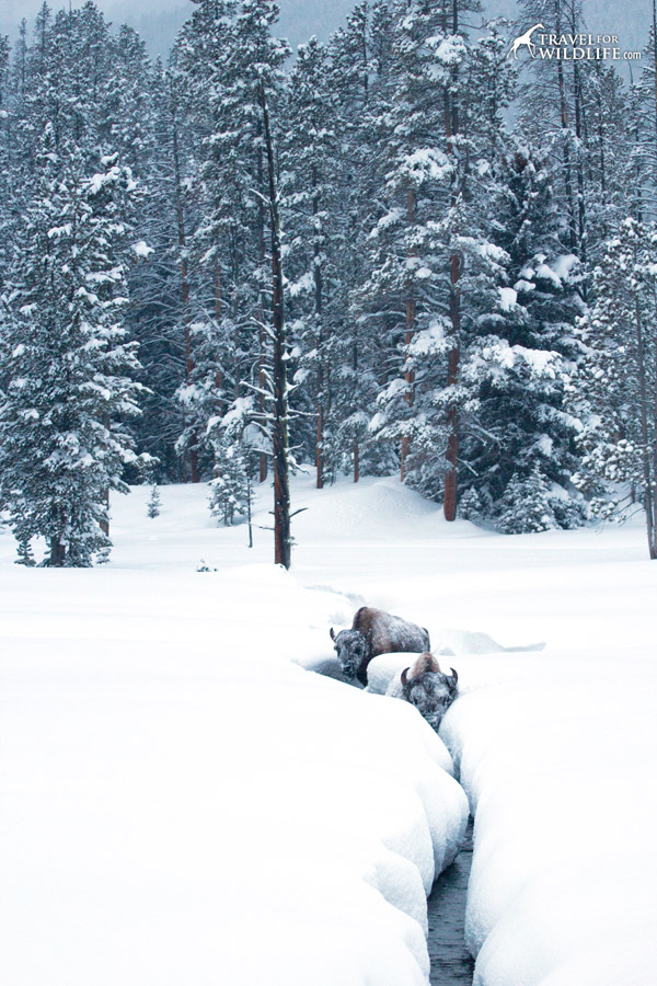 Bison walking on a snowy creek in Yellowstone