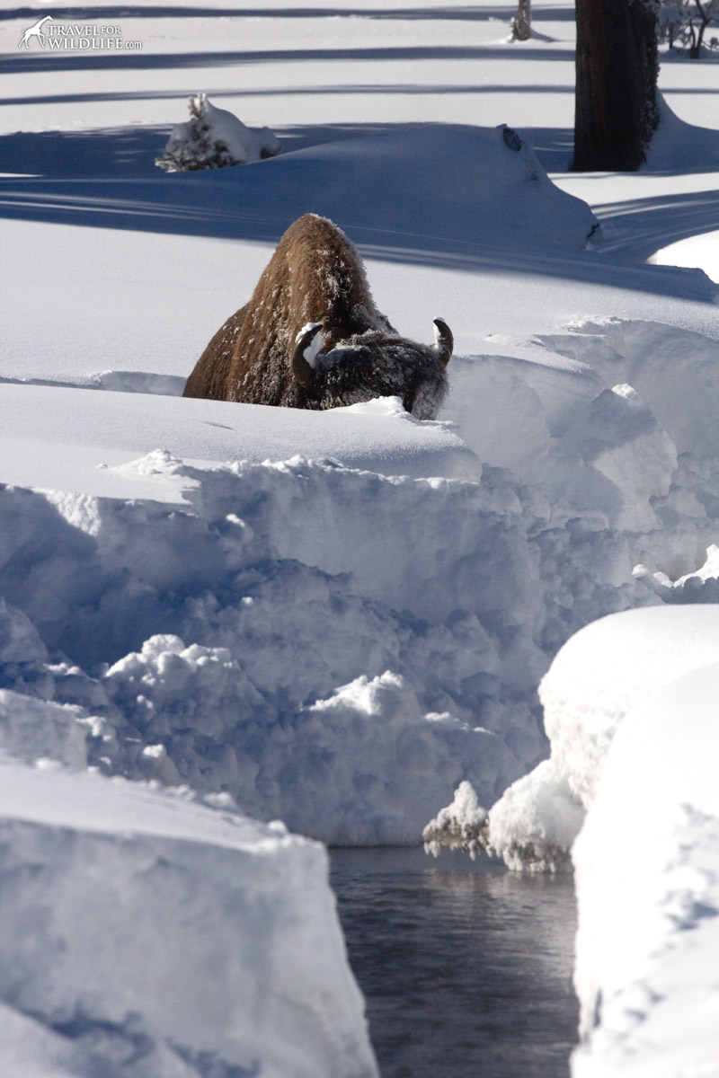 Bison in Yellowstone