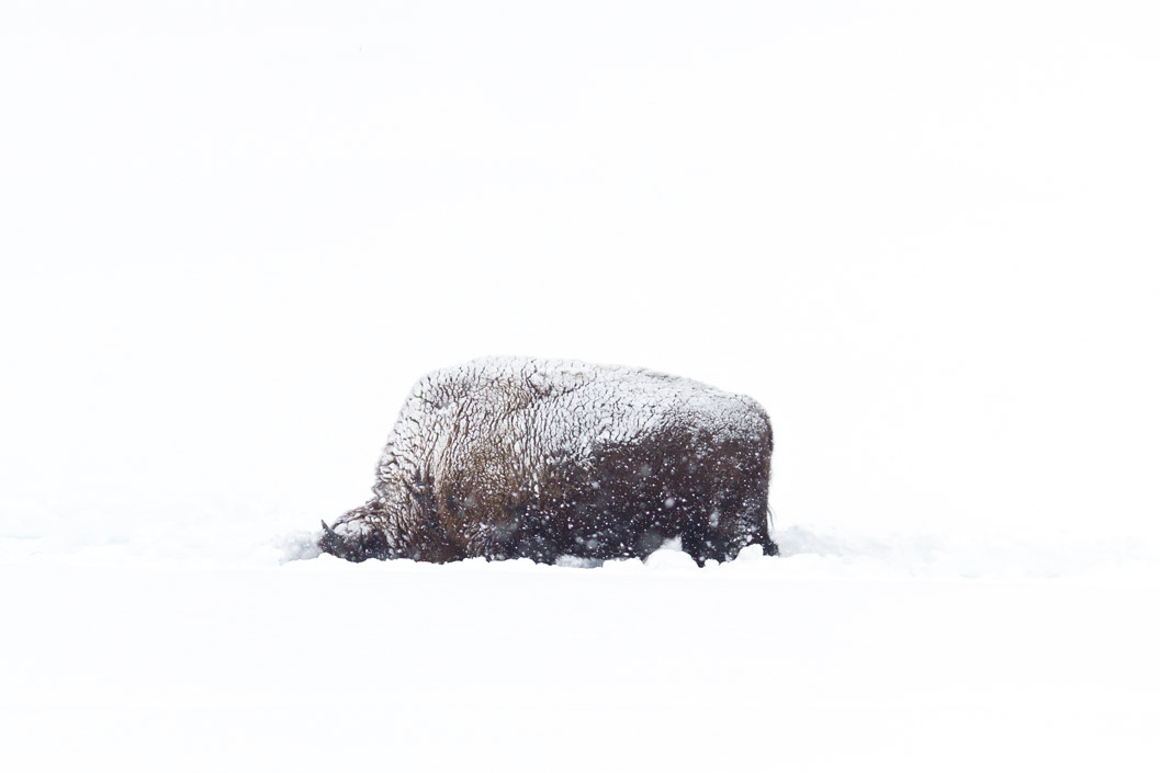 Bison in the snow in Yellowstone