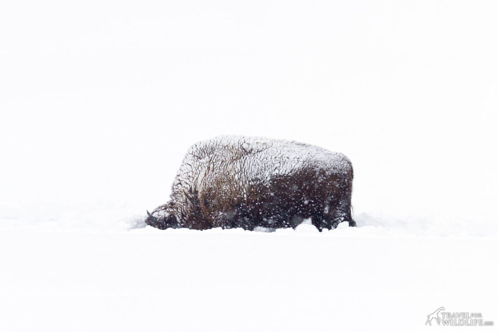 A bison covered in snow