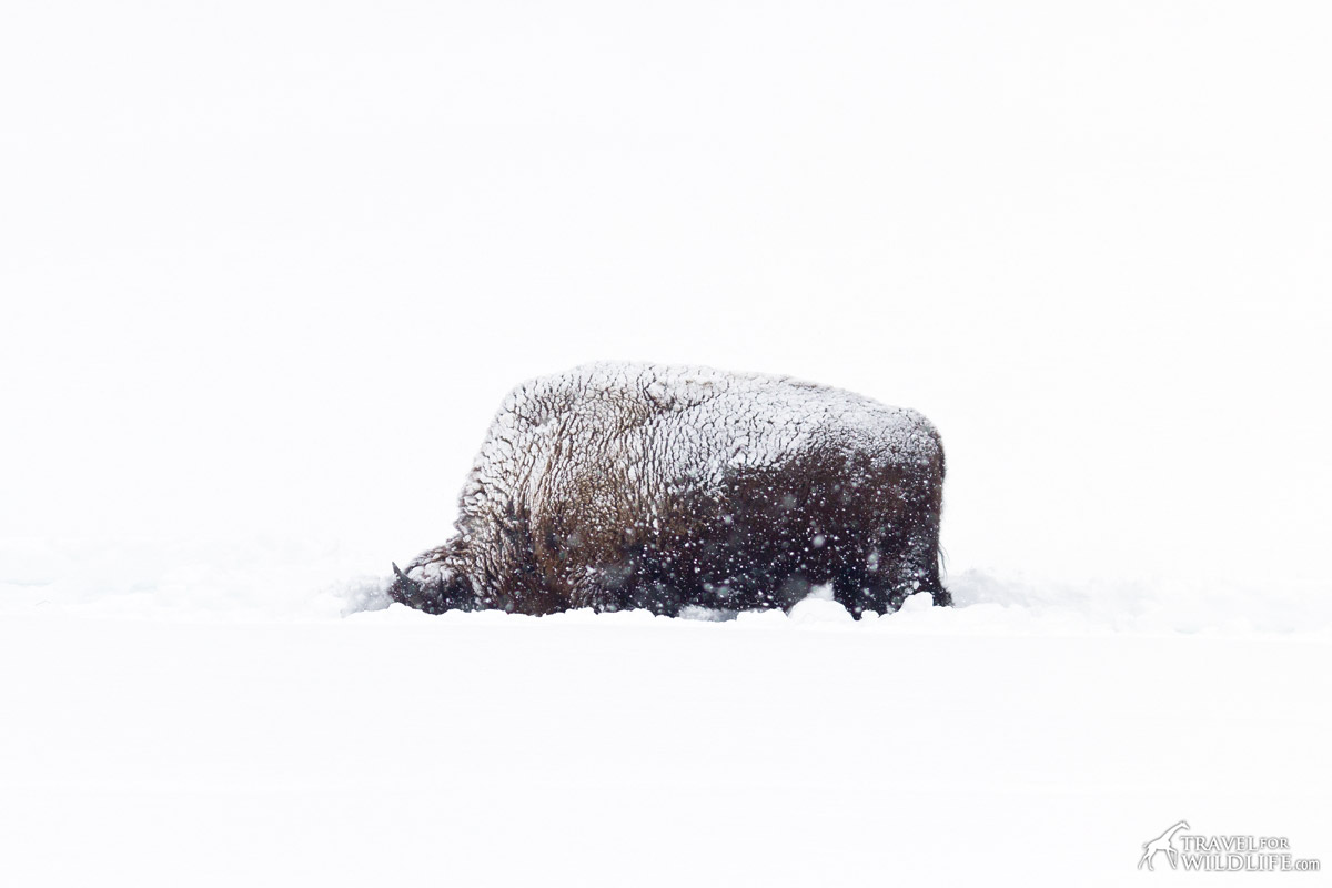 Bison feeding on a snowstorm