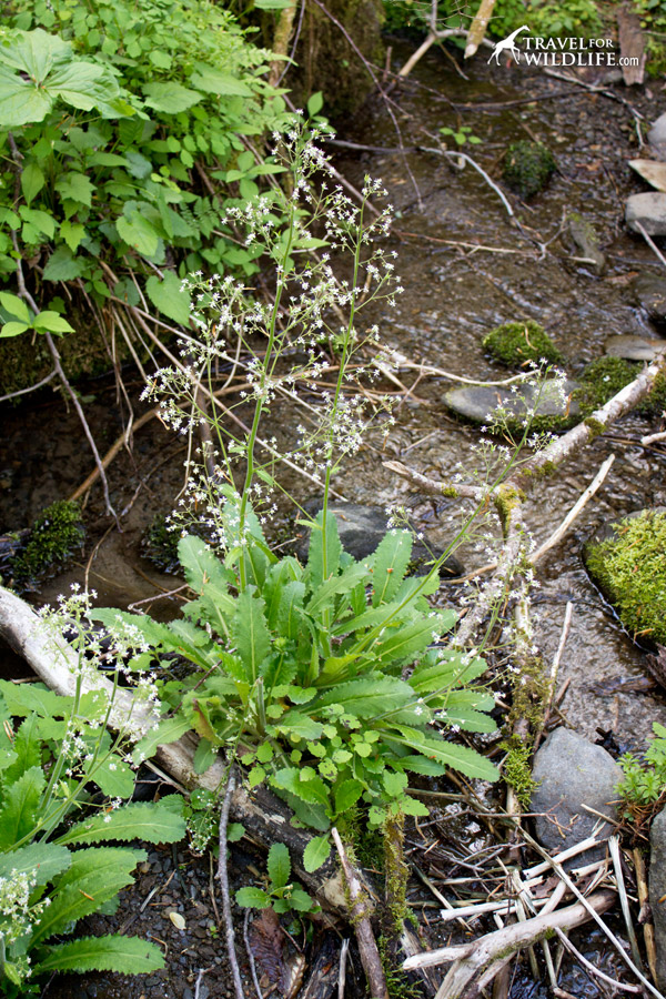 The Brook lettuce (Saxifraga micranthidifolia) showing its small white flowers
