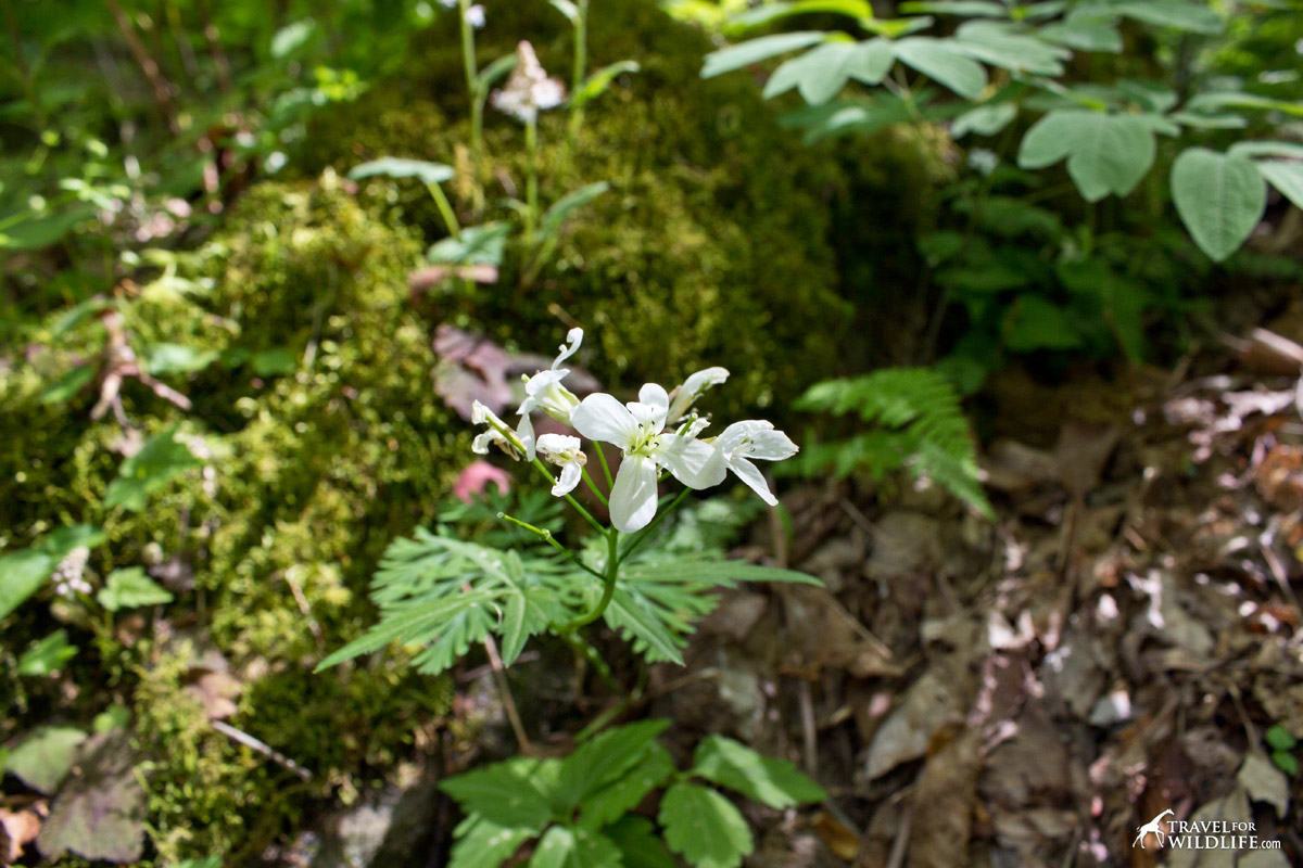 You can find Cut-leaved Toothwort at the Hardcove Trail