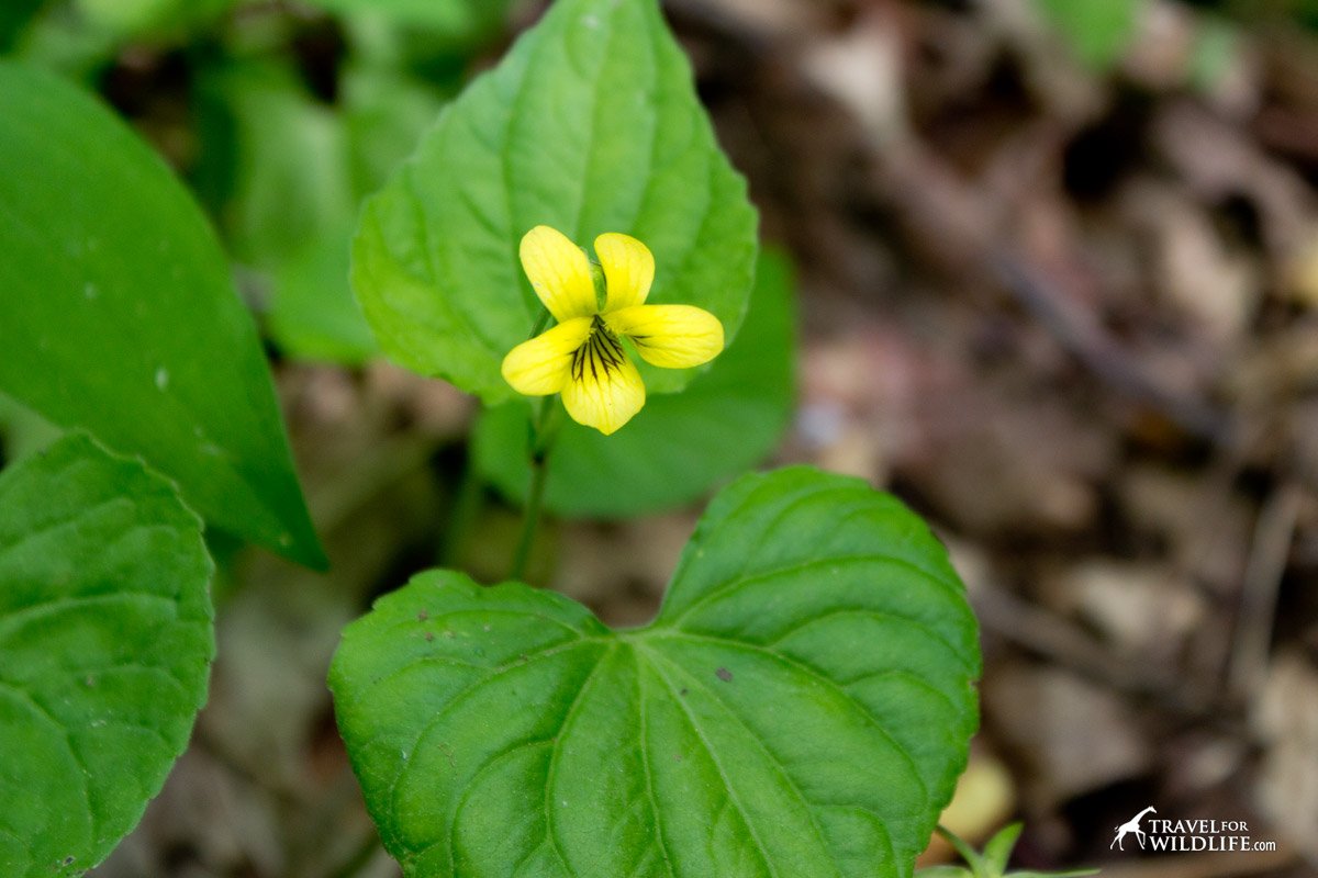 Smooth Yellow Violet is a spring flower that bloom in April in the Smokies