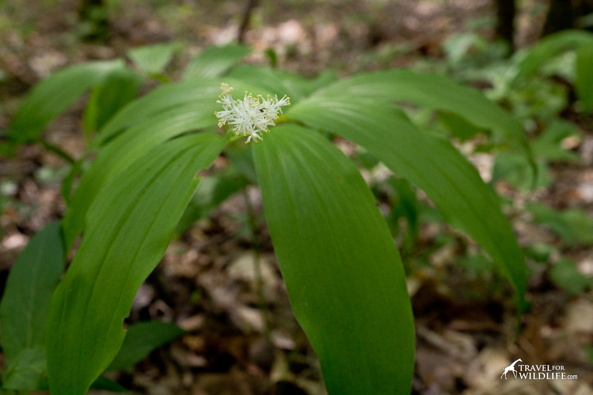 The small white flowers of the False Solomon's Seal