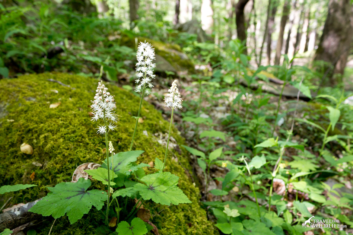 The foamflower in bloom by a mossy rock