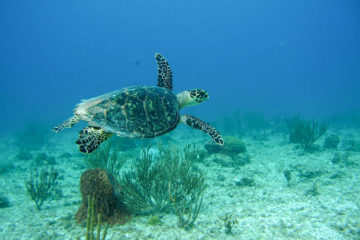 hawksbill sea turtle underwater