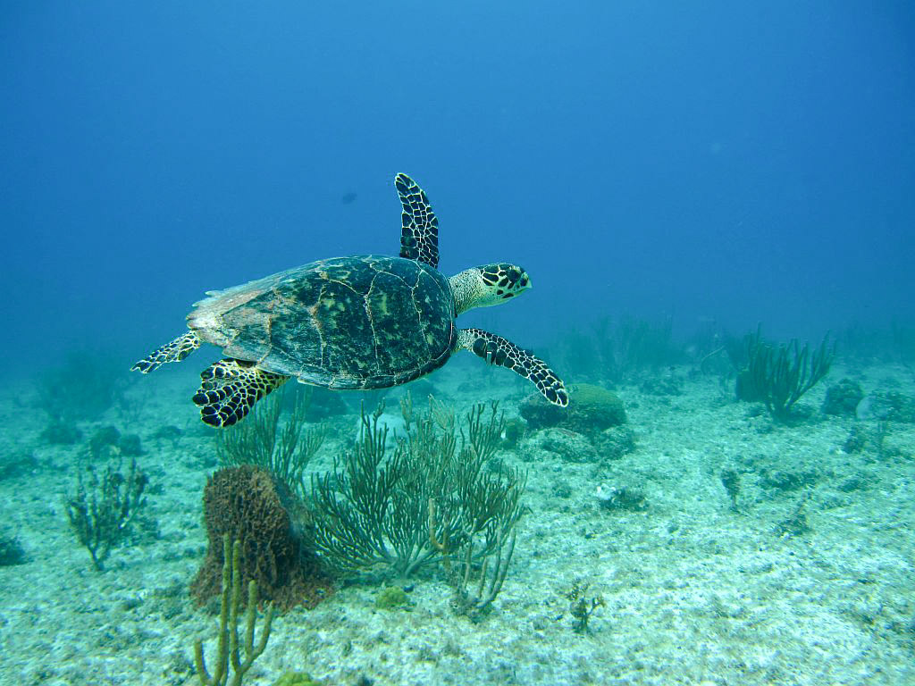 hawksbill sea turtle underwater