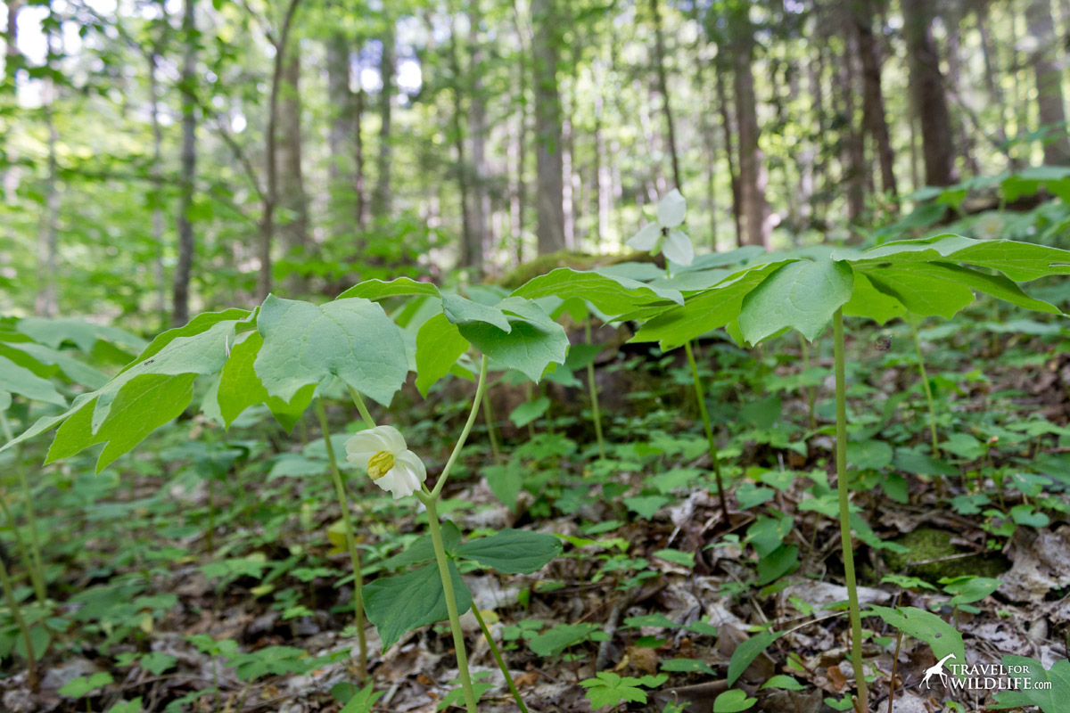 The May-apple is one of the most recognizable wildflowers of the Smokies