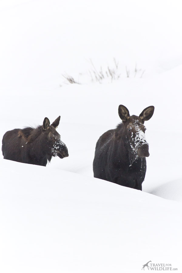 Moose and calf on a snowy creek