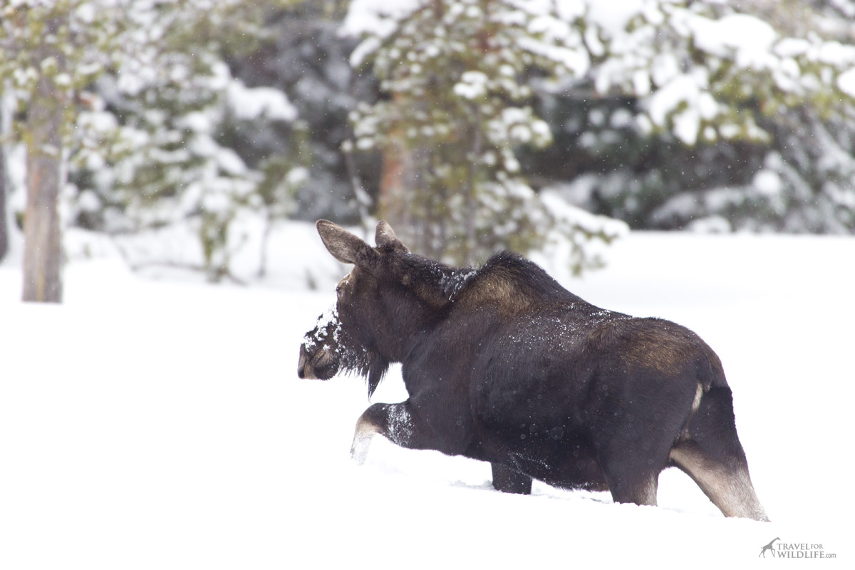 Moose walking on deep snow heading for the forest