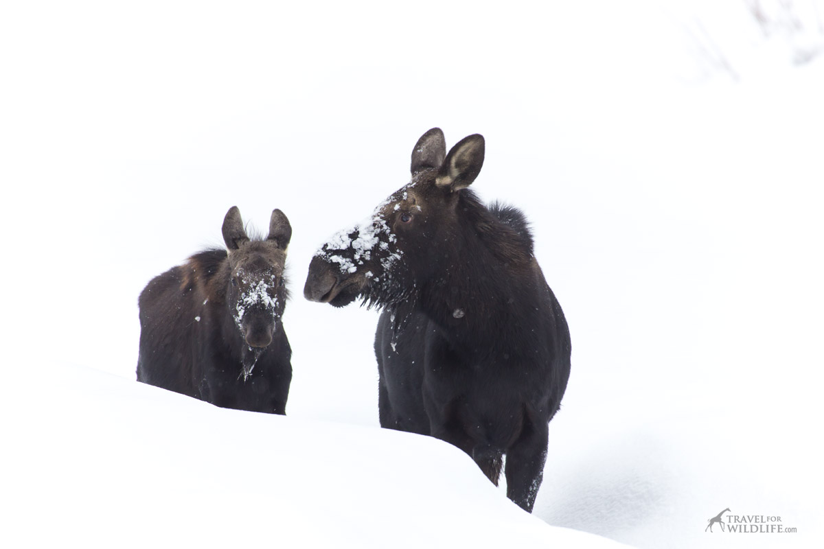 A mother moose and her calf on the snow