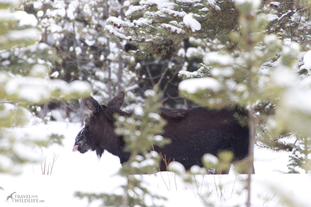 Moose standing in the snowy woods