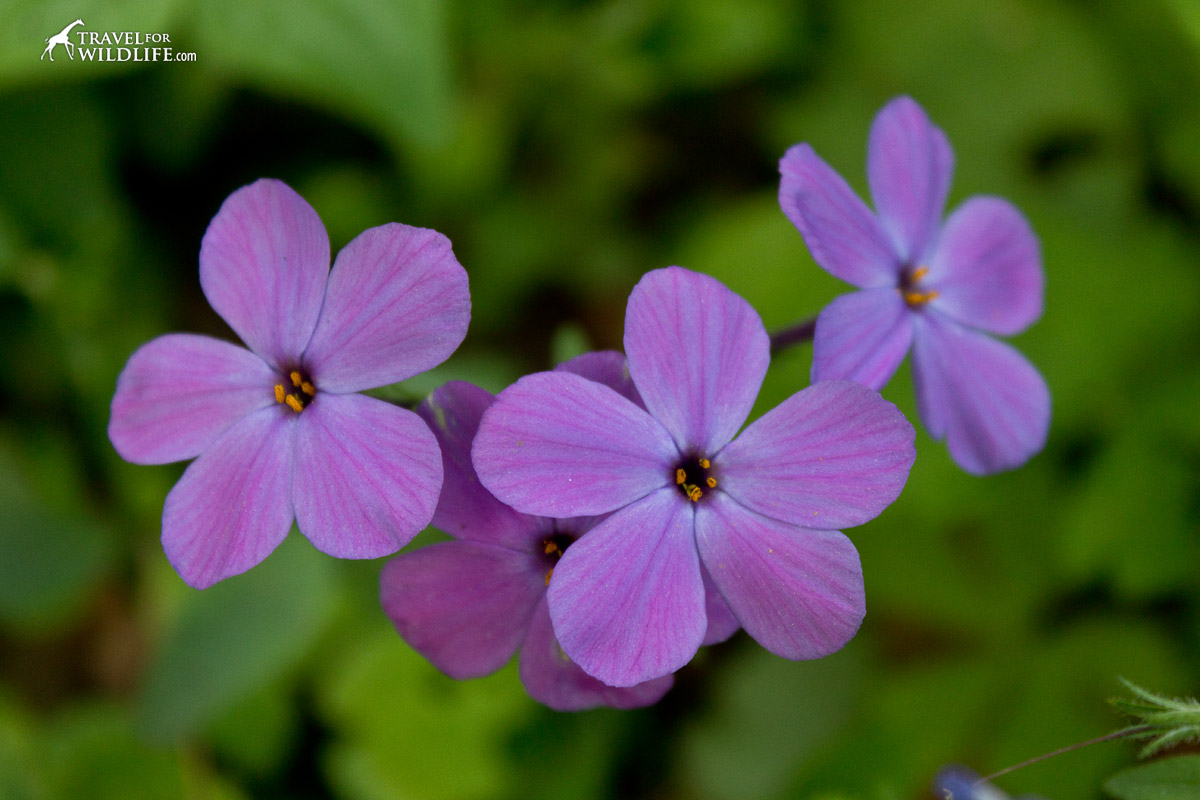 Phlox is found in the Smokies