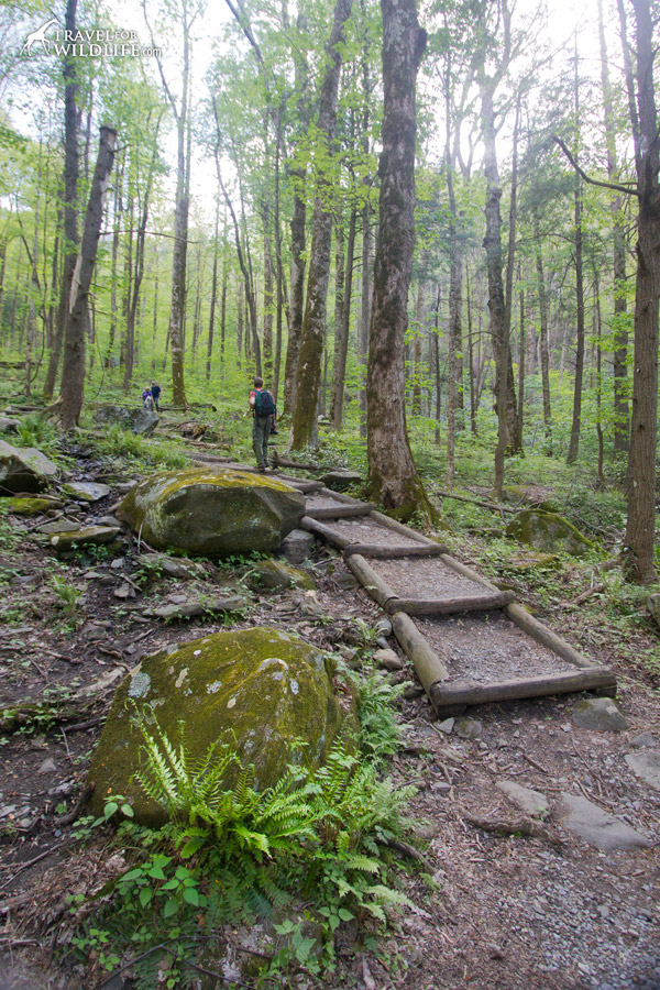 Cove Hardwood nature trail