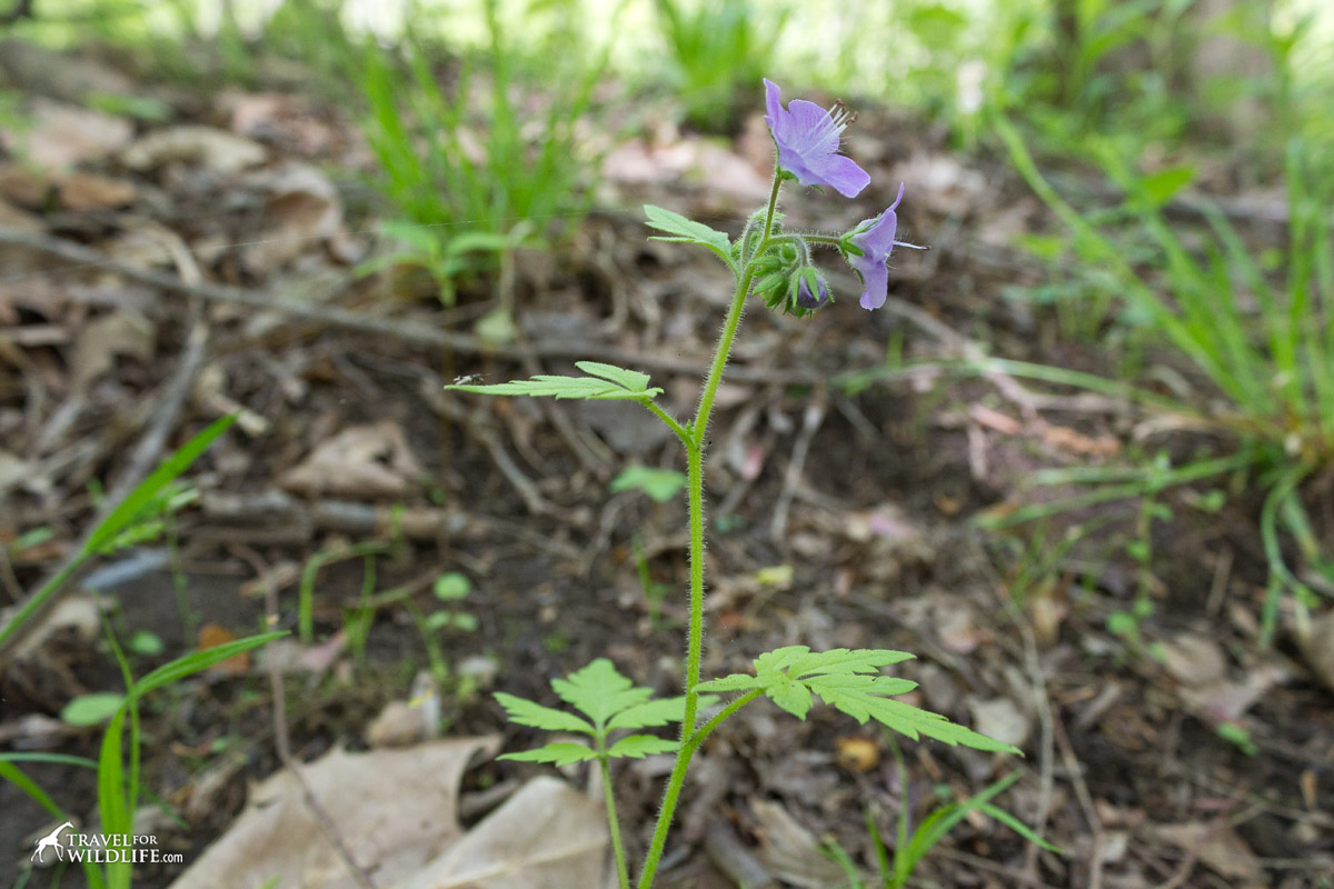 The purple phacelia stands 1-2'