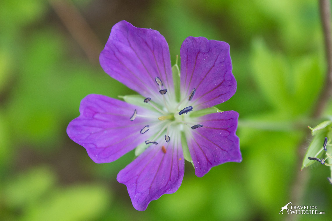 Wild Geranium