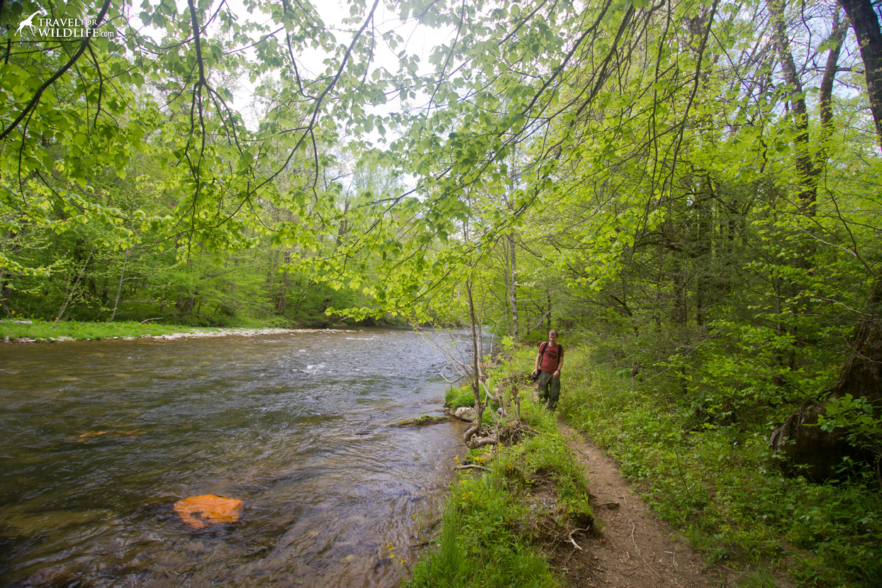 Oconaluftee river trail in the spring, Great Smoky Mountains NP