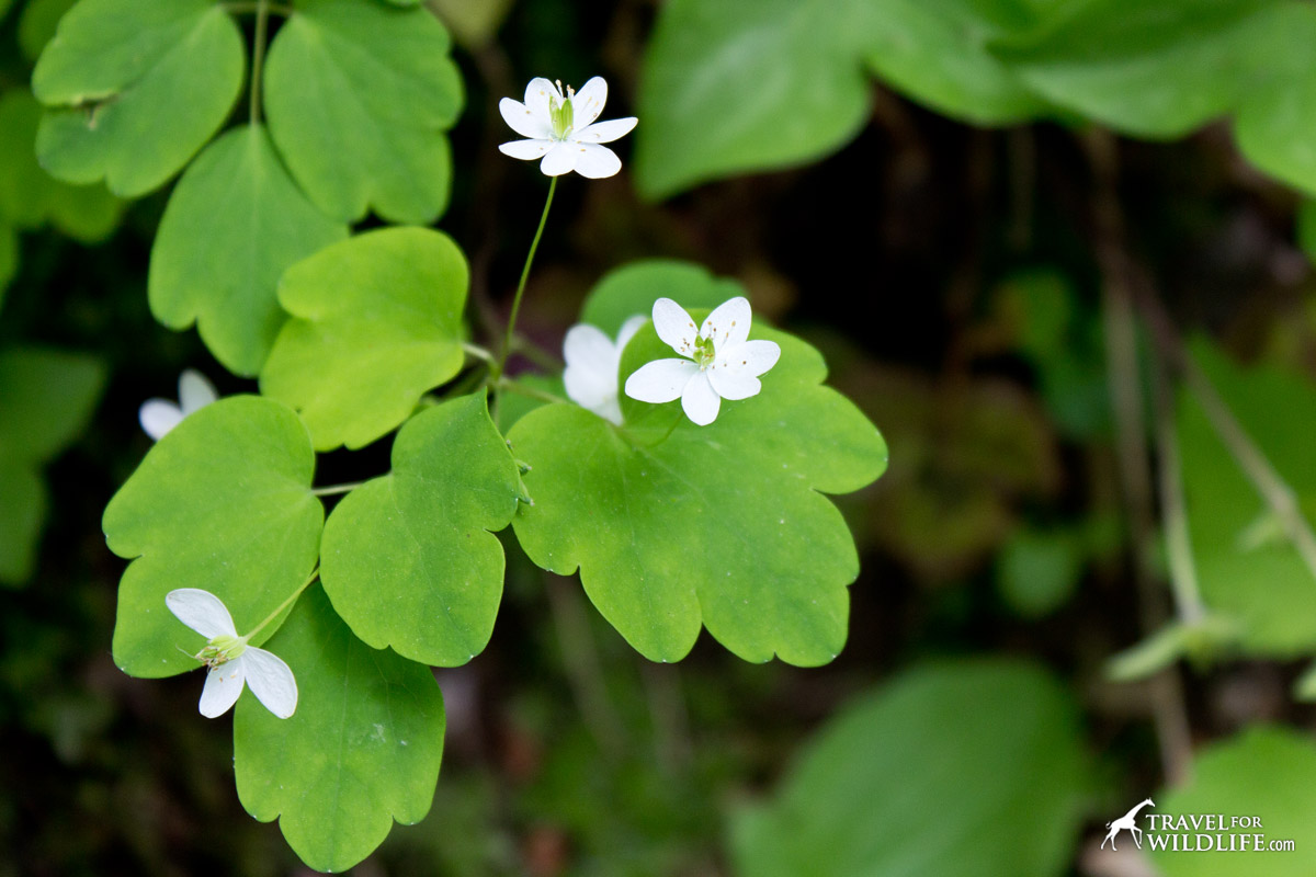 Rue-anemone in bloom