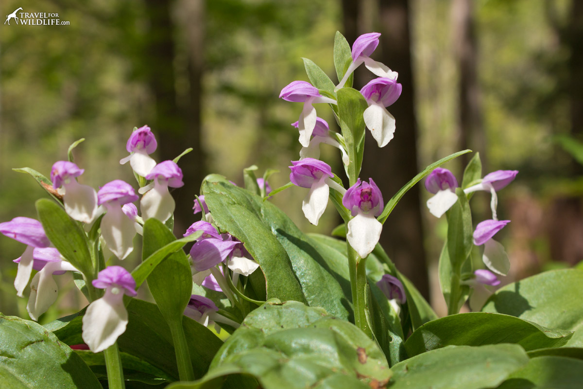 The Showy Orchis grows in clumps