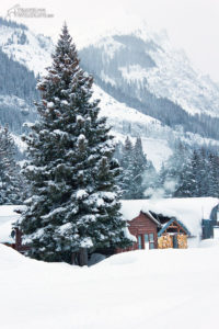 Winter in Yellowstone is like a dreamy postcard