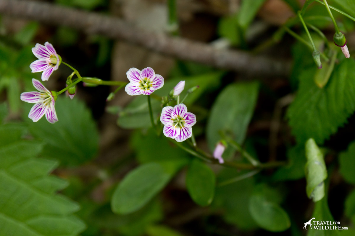 The showy white and pink wildflowers of the Spring Beauty