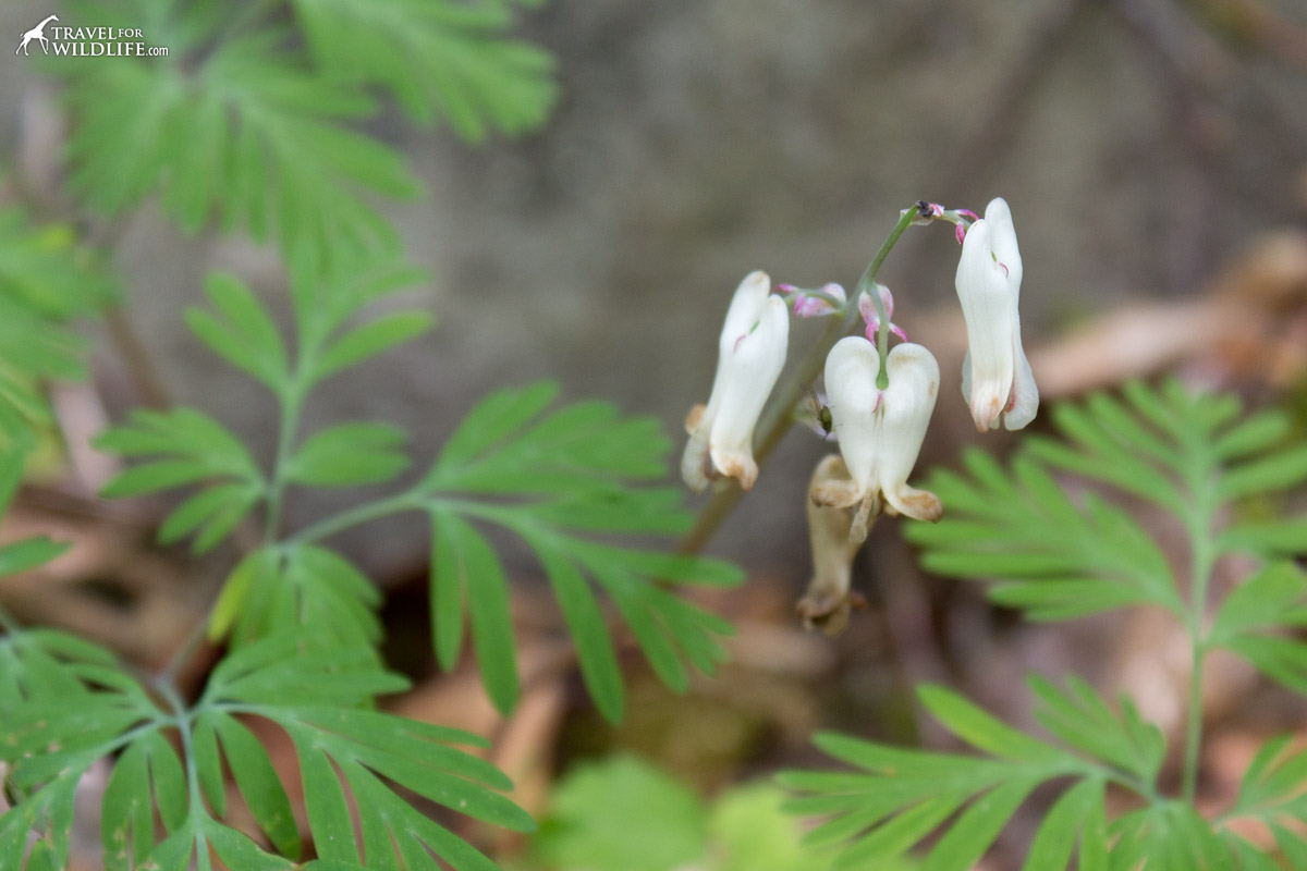 Squirrel Corn in the Smoky Mountains