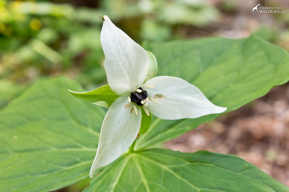 Close-up of the White Erect Trillium flower