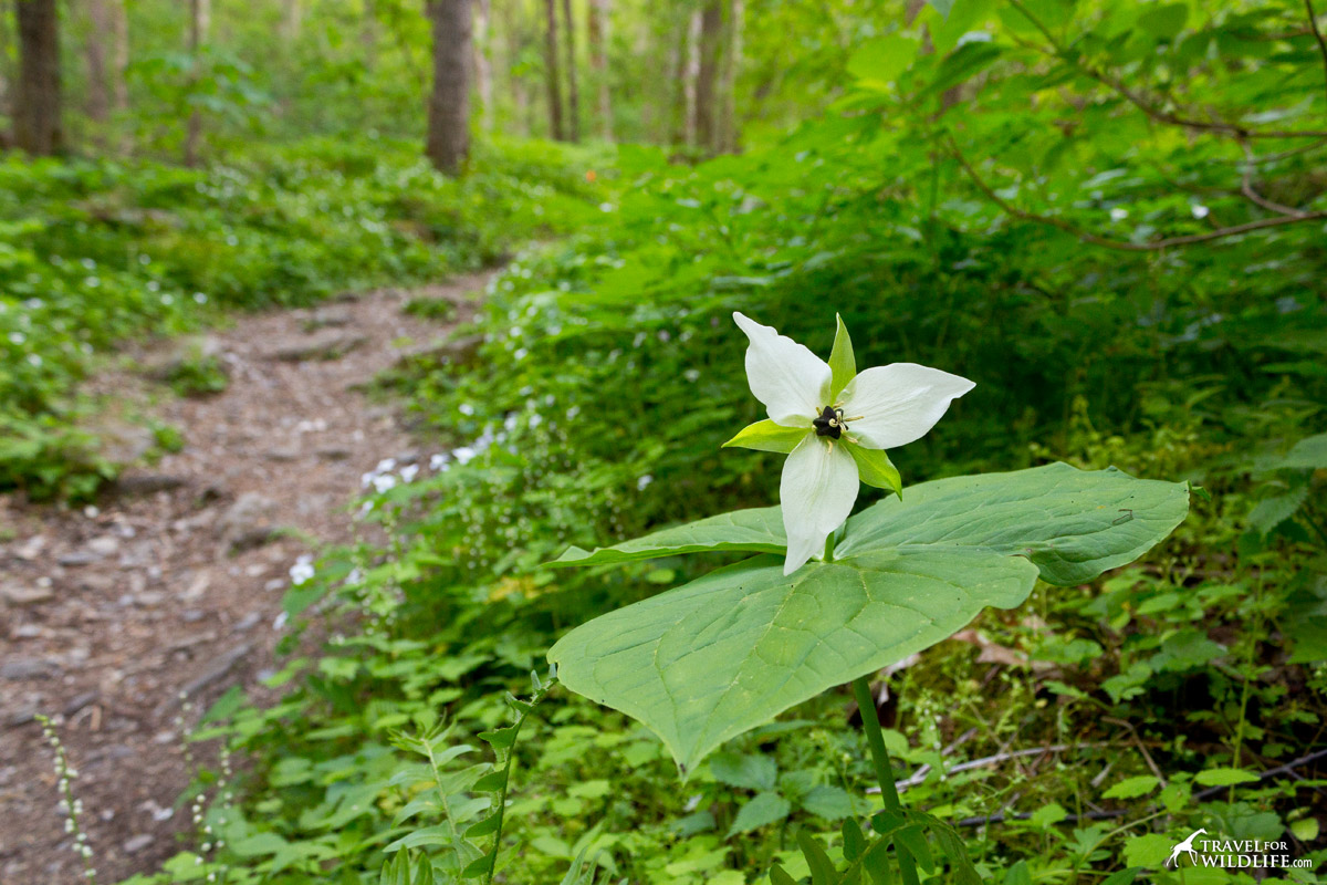 White Erect Trillium standing out along a hiking trail in the Smokies