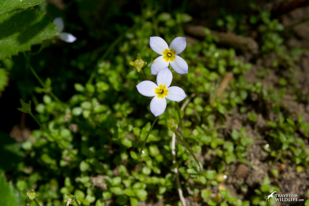 thyme leaved bluets
