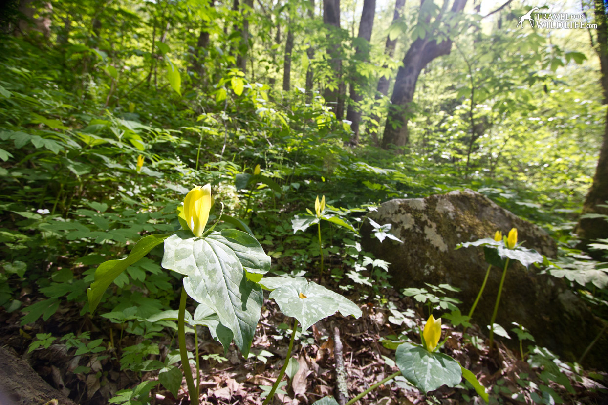 Yellow Trillium (Trillium luteum) in bloom